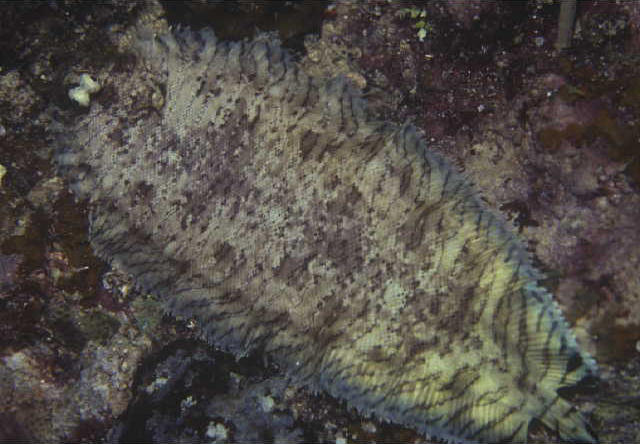 Soleichthys heterorhinos